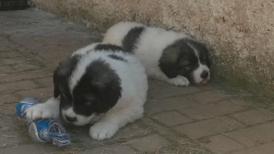 Mastif pirenejski / Pyrenean mastiff