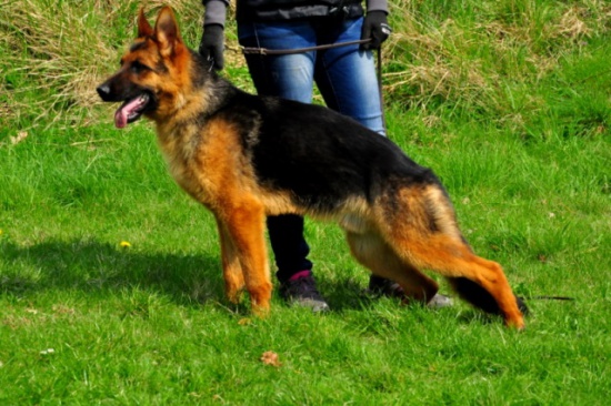 owczarek niemiecki pies 10 miesięcy